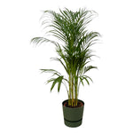 Areca-Palme – ↨110 cm – Ø21 cm inklusive elho Greenville Round grün D24xH23