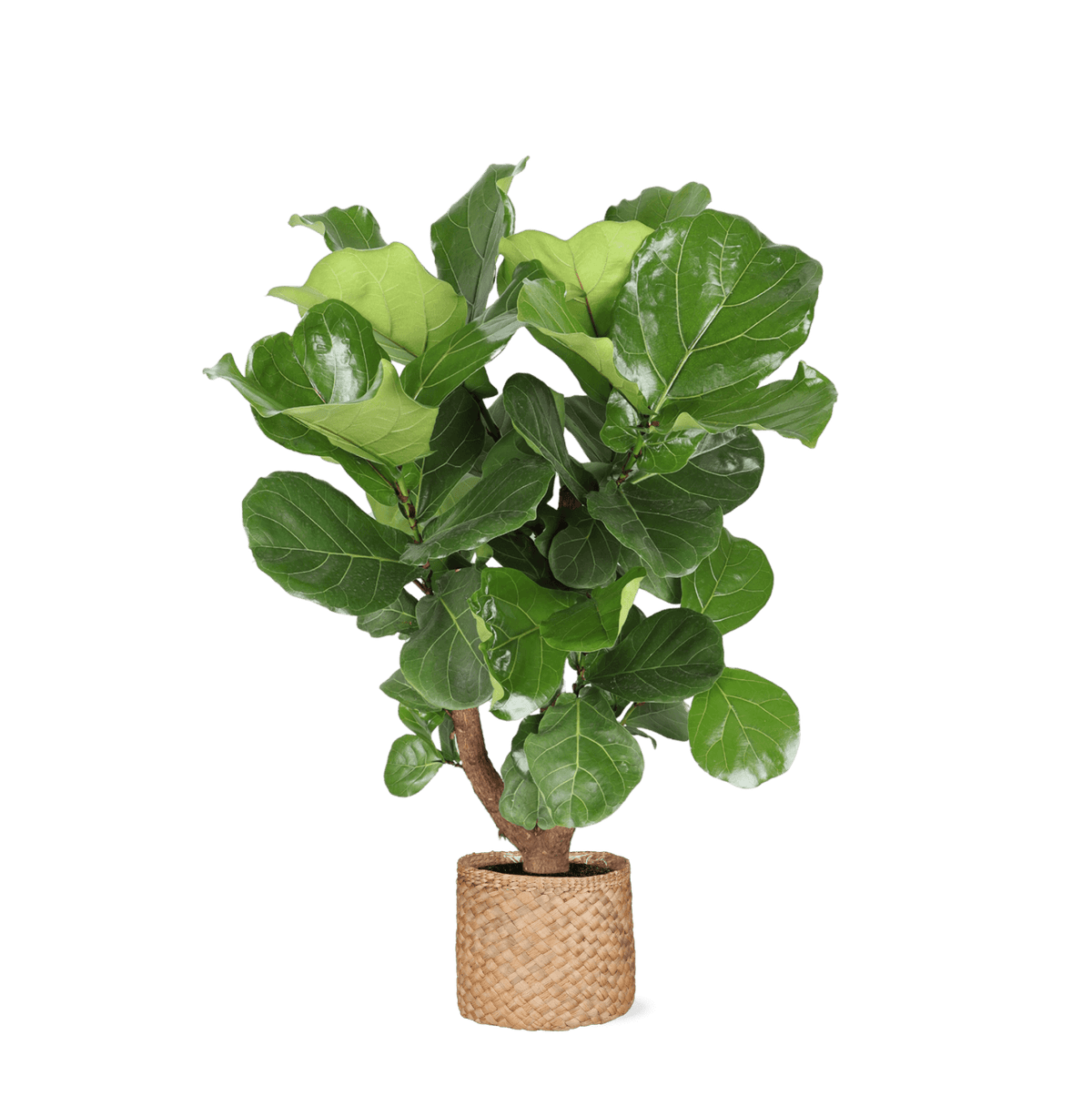 Ficus Lyrata (vertakt) Ø27cm ↕130cm in Albury NATURAL mand