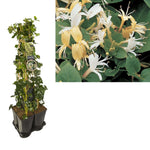 1 M. Privacy Mix Hedera + Clematis 'Hall's Prolific' +label - Ø17cm - ↕90cm