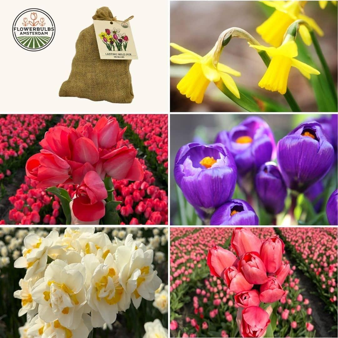 Flowerbulbs Amsterdam - Medium Lasting Wild Mix - Duurzame voordeelzak, 50 bloembollen voor 1 m2 bloemenpracht -