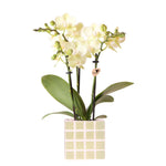 Kolibri Orchids | Gele phalaenopsis orchidee Mexico + Mosa sierpot groen - potmaat Ø9cm | bloeiende kamerplant - vers van de kweker