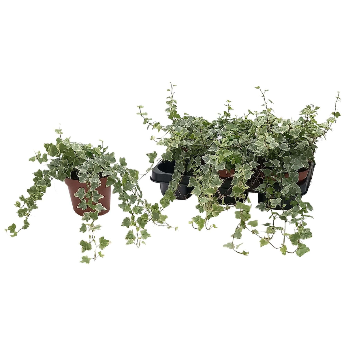 Hedera Helix 'White Wonder' - Ø13cm - ↕cm