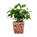 Coffea Arabica 12cm - Beker Koffiebonen - Ø12cm - ↕22cm