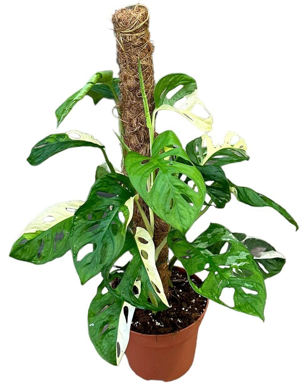 Monstera Adansonii Variegata - Ø17cm - ↕40cm