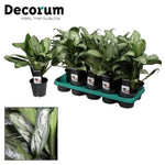 Aglaonema Maria Christina (Decorum) - Ø14cm - ↕40cm