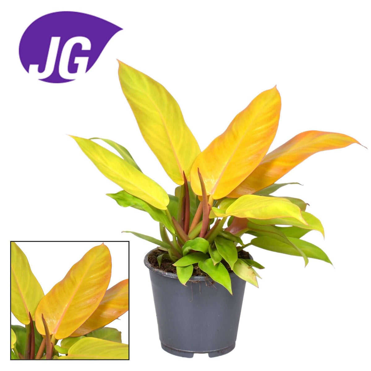 Philodendron Prince Of Orange - Ø14cm - ↕35cm