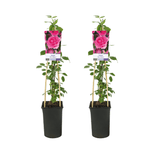 Rosa Pink Climber - 2 stuks - Ø17cm - ↕75cm