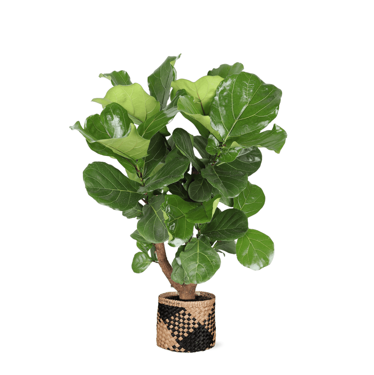 Ficus Lyrata (vertakt) Ø27cm ↕130cm in Albury BLACK print mand