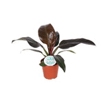 Philodendron Imperial Red - Ø14cm - ↕40cm