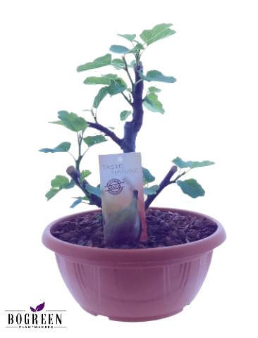 Taste Of Nature Ficus (plastic) (25020) - Ø25cm - ↕30cm