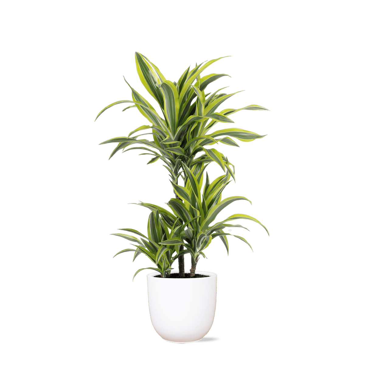 Dracaena Lemon Lime Ø21cm - ↕65cmin Boule WIT pot