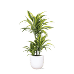 Dracaena Lemon Lime Ø21cm - ↕65cmin Boule WIT pot