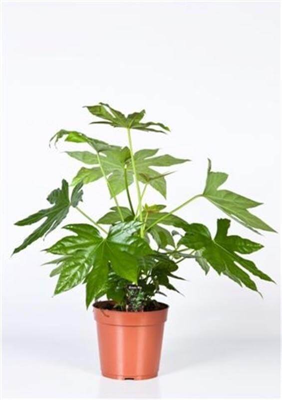 Fatsia Japonica - Ø17cm - ↕50cm