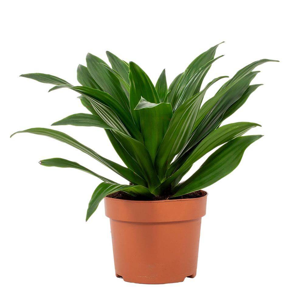 Dracaena Compacta 12cm - Ø12cm - ↕28cm