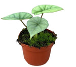 Alocasia Platinum - Ø10,5cm - ↕15cm