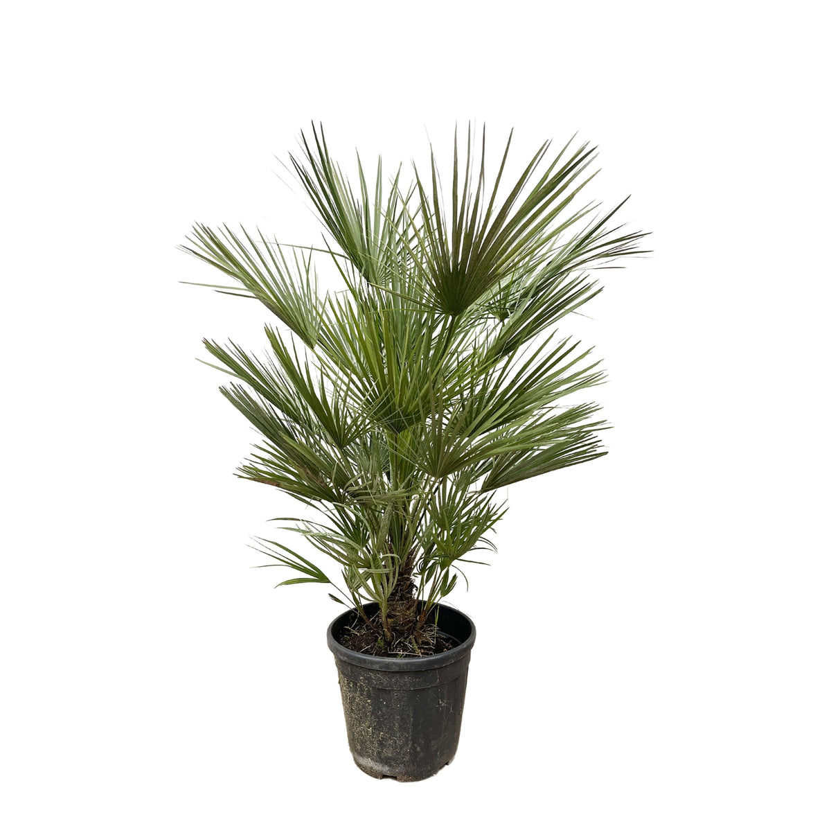 Chamaerops Humilis struik - 150cm- ø30