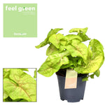 Syngonium Golden Feel Grün - Ø14cm - ↕30cm