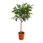 Ficus Elastica Robusta auf Stiel – 210 cm – ø40