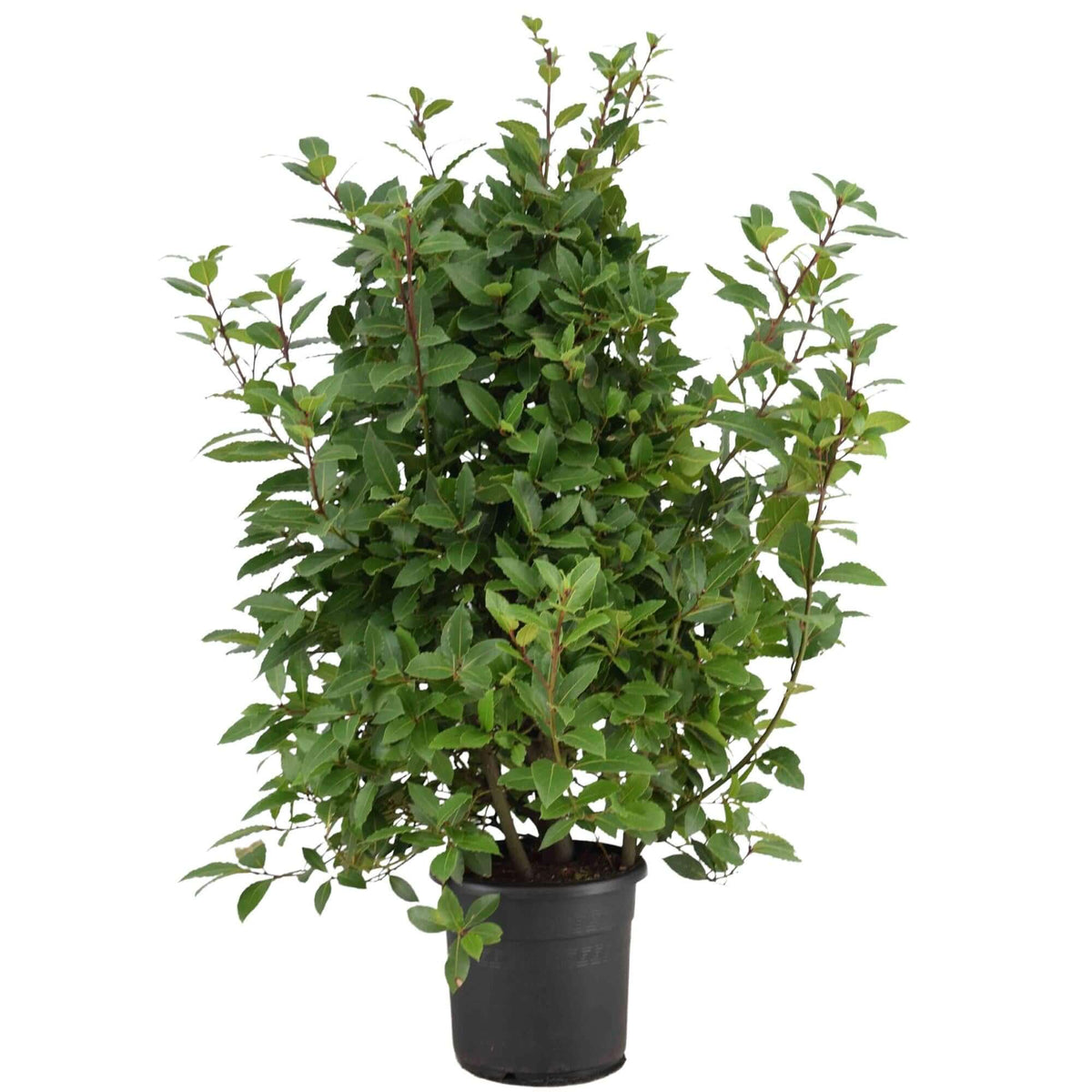 Laurus Nobilis - Ø25 ↕120