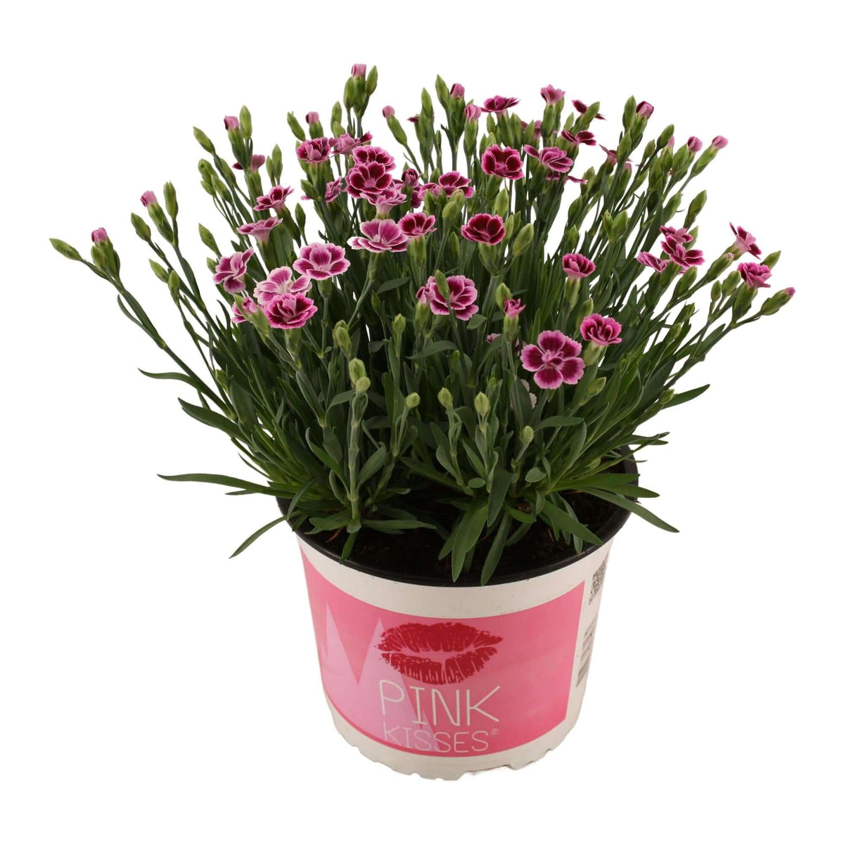 Dianthus Pink Kisses 17 CM © - Ø17cm - ↕40cm