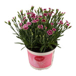 Dianthus Pink Kisses 17 CM © - Ø17cm - ↕40cm