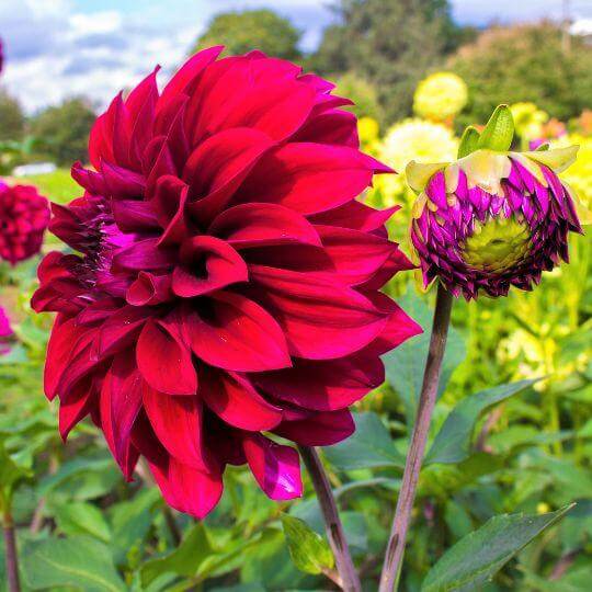 Flowerbulbs Amsterdam - Dahlia Heatwave, Grote Dieprode Bloemen