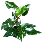 Philodendron White Princess - Ø17cm - ↕30cm