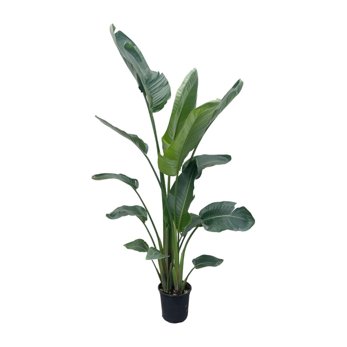 Strelitzia Nicolai XXL - 225 cm - ø27