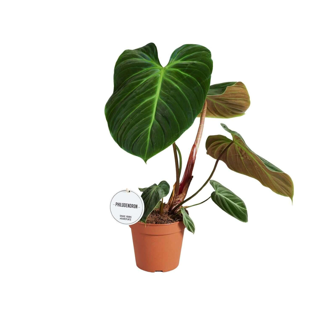 Philodendron El Choco Red - Ø15cm - ↕50cm