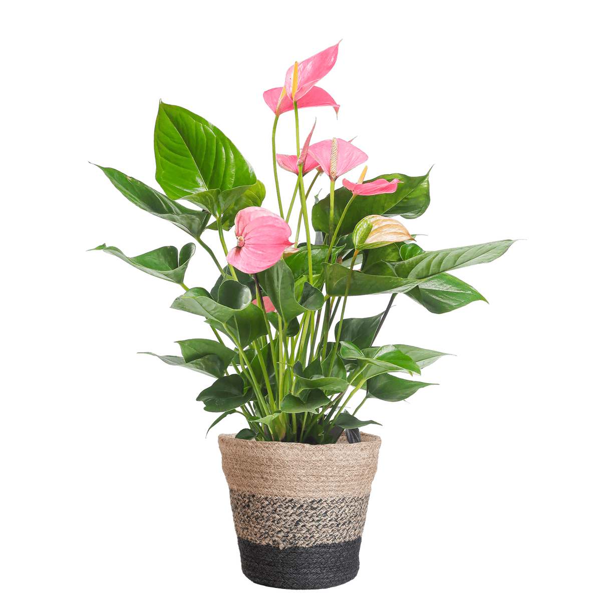 Anthurium Pink explosion met Lissabon mand zwart - 55cm - Ø17