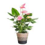 Anthurium Pink explosion met Lissabon mand zwart - 55cm - Ø17