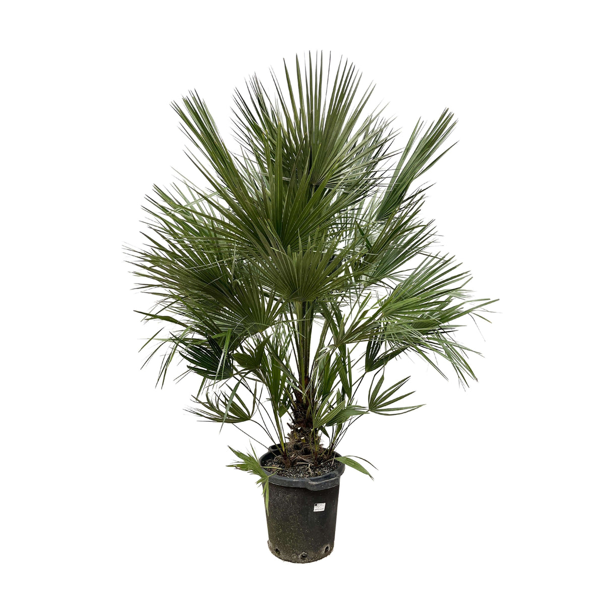 Chamaerops Humilis struik - 200 cm - ø40