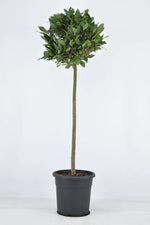 Laurus Nobilis Bol Op Stam - Ø25cm - ↕120cm