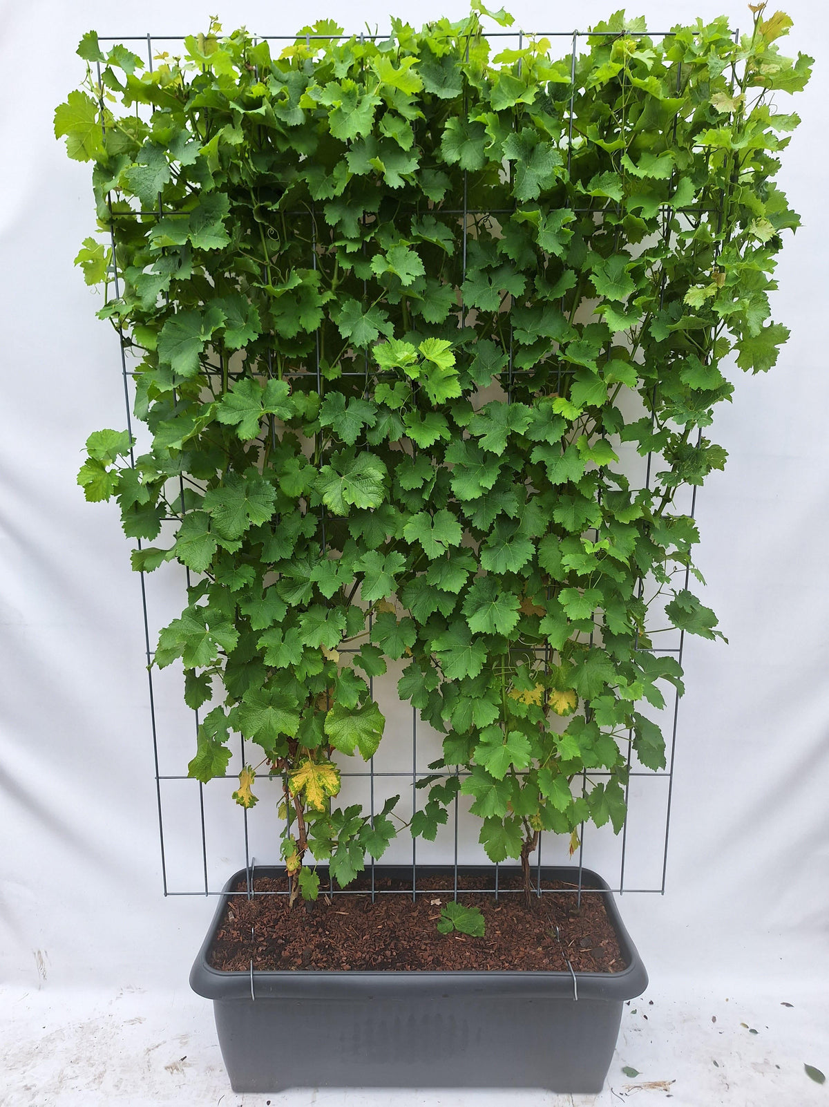 Vitis 'Himrod' - pitloze witte druif - Kant-en-Klaar Haag - 120 x 180 cm