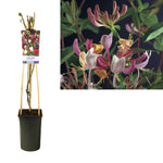 Lonicera Per. 'Serotina' +light Label - Ø17cm - ↕75cm