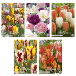 Tulipa - Bloembollen Mix (7) - 5 soorten - 50 bollen