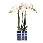 Kolibri Orchids | Witte phalaenopsis orchidee Amabilis + Mosa sierpot blauw - potmaat Ø9cm | bloeiende kamerplant - vers van de kweker