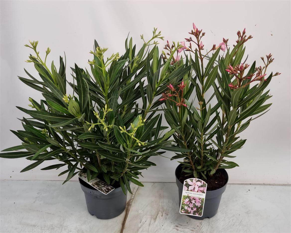 Nerium Oleander Mix Bush - 2 stuks - Ø19cm - ↕60cm