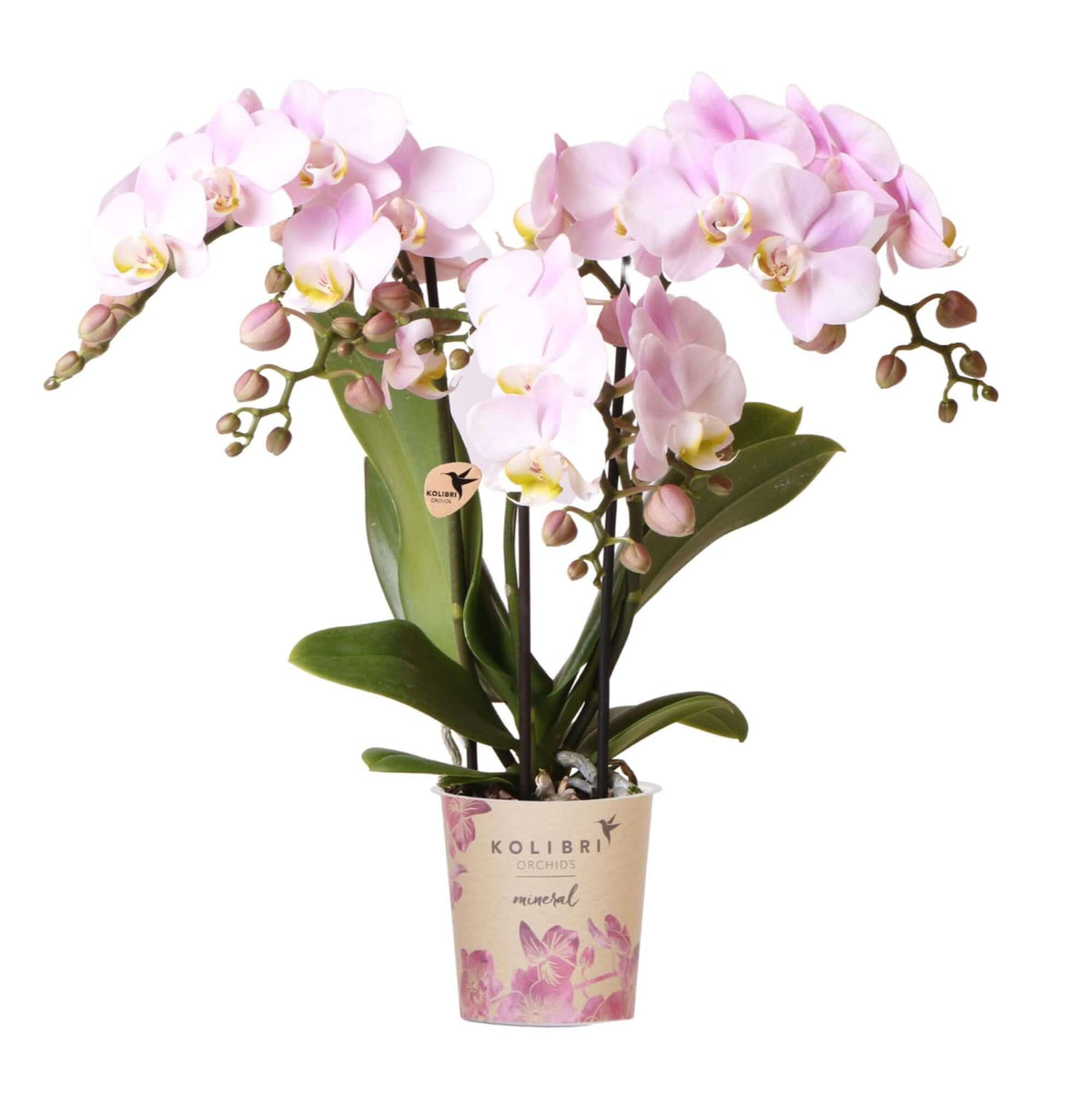 Kolibri Orchids | Roze phalaenopsis orchidee - Portugal - potmaat Ø9cm | bloeiende kamerplant - vers van de kweker