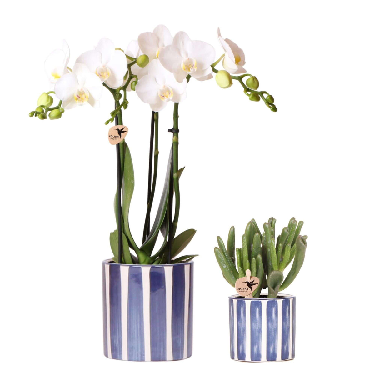 Kolibri Orchids | Set van witte Phalaenopsis orchidee Amabilis en Succulent Crassula Hobbit in Painted Stripe pot blauw - potmaat Ø9cm + Ø6cm | bloeiende kamerplant - vers van de kweker