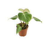 Philodendron Gloriosum - Ø12cm - ↕30cm