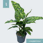 Dieffenbachia 'Spotty' - Ø17cm - ↕75cm