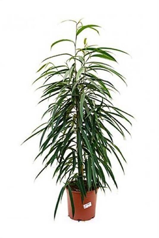 Ficus Binnendijkii 'Alii' - Ø17cm - ↕50cm