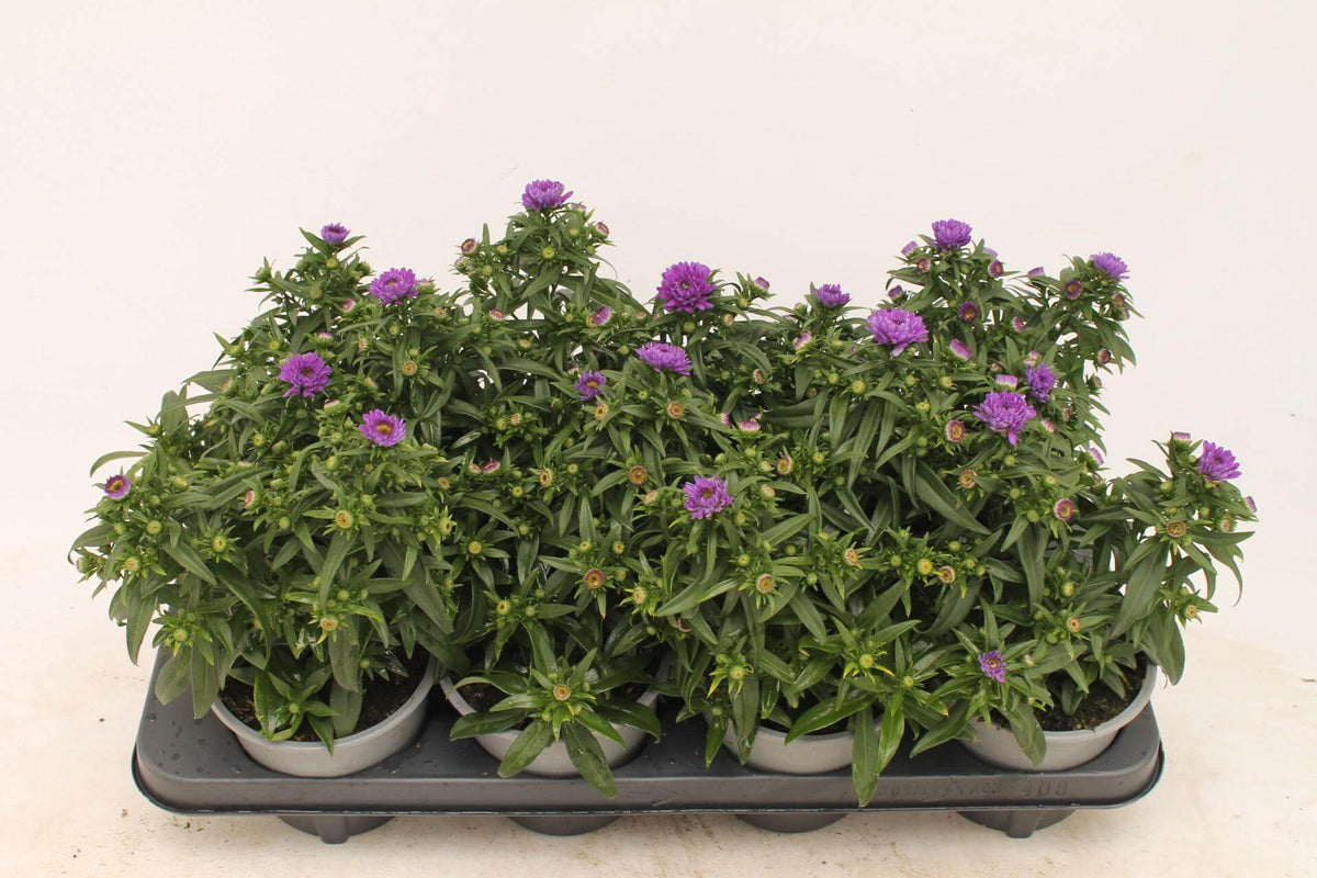 Aster Purple - Ø13cm - ↕30cm