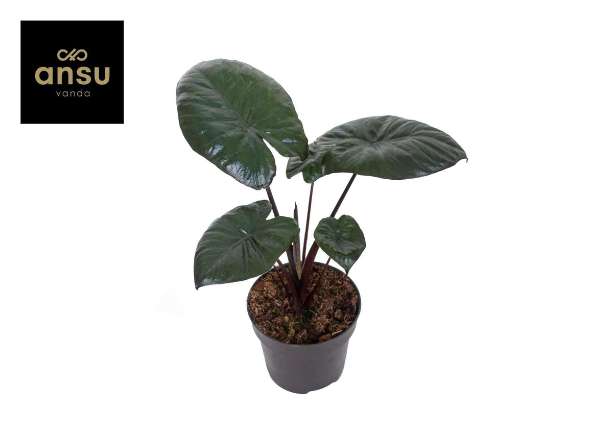 Alocasia Chocolate Green - Ø12cm - ↕27cm