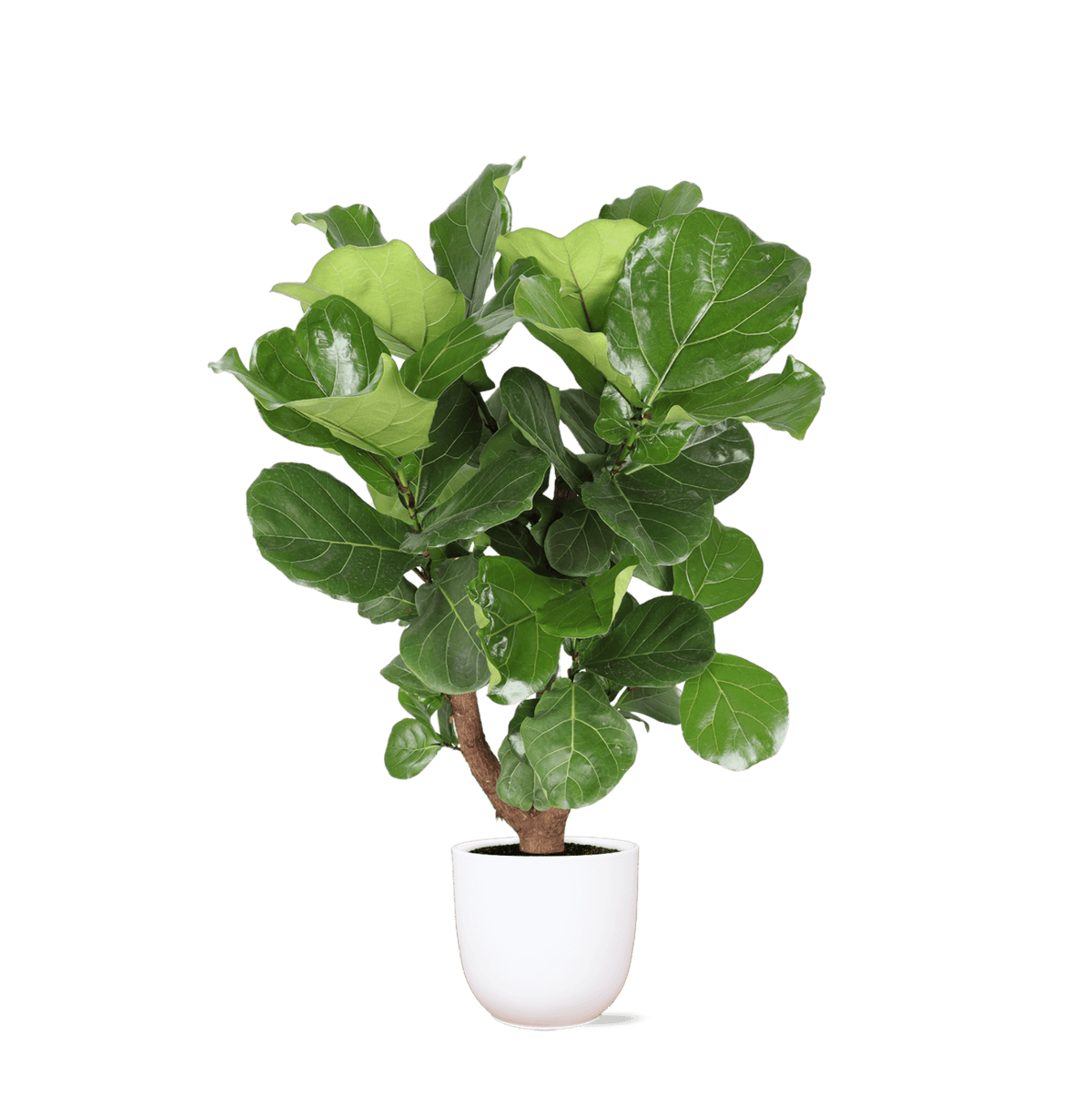 Ficus Lyrata (vertakt) Ø27cm ↕130cm in Boule WIT pot