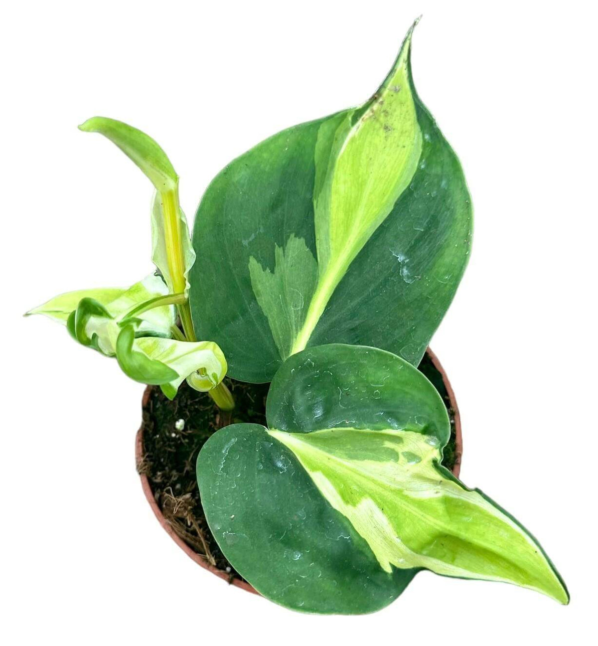 Philodendron Cream Splash - Ø10,5cm - ↕15cm