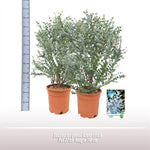 Eucalyptus Gunnii Azura Struik - Ø27cm - ↕110cm