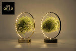 Tillandsia Led Edition Mix - 2 stuks - Ø11 cm - ↕23 cm