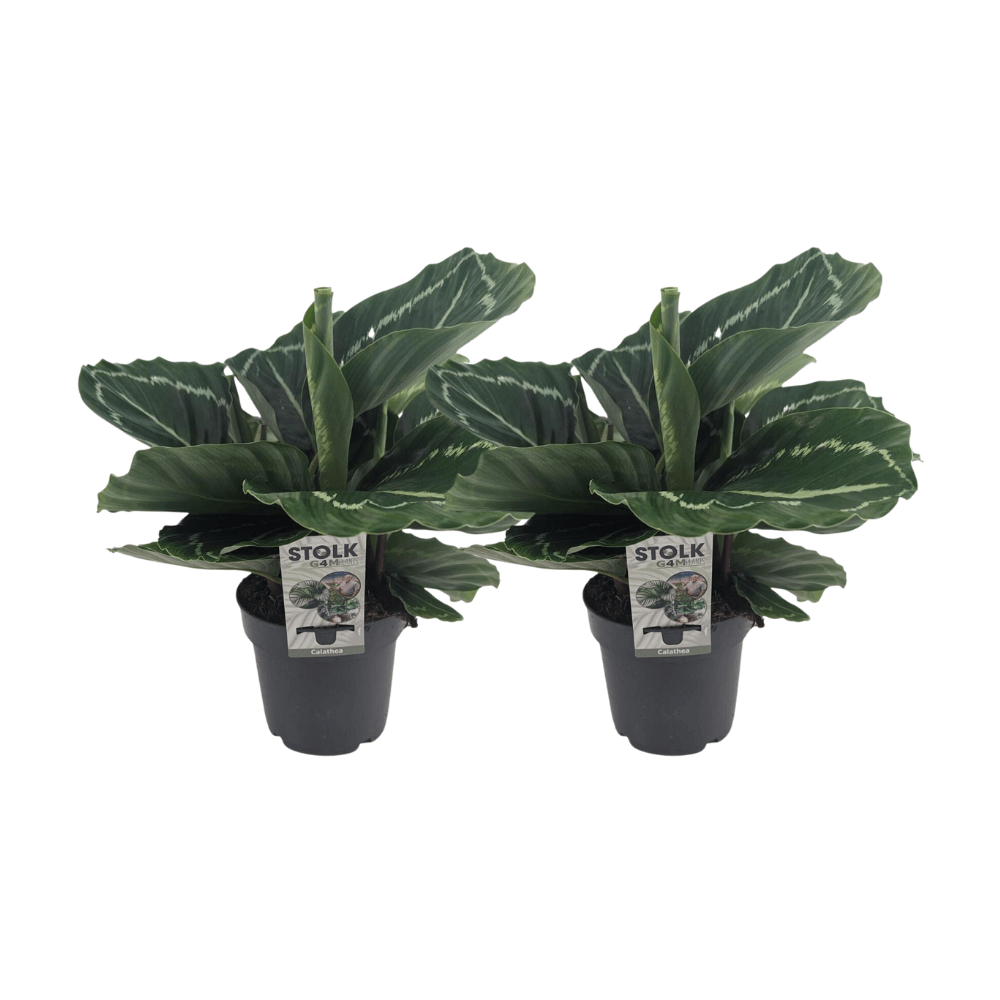 Calathea Roseopicta Grün - 2 Stück - Ø14cm - ↕40cm